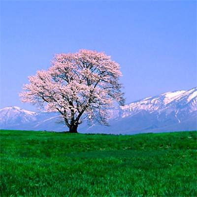 王者格斗手机版下载