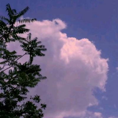 幻世修仙考拉版下载